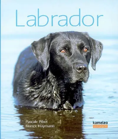 Labrador