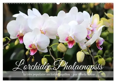 L'orchidée Phalaenopsis (Calendrier mural 2026 DIN A2 vertical), CALVENDO calendrier mensuel : Le Phalaenopsis est la star incontestée des orchidées