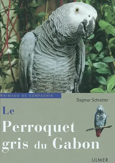 Le perroquet gris du Gabon