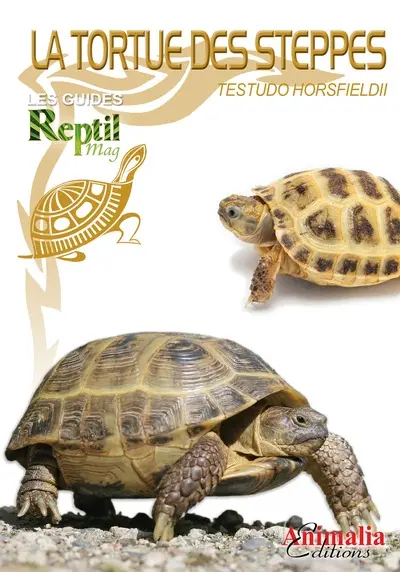 Tortue des steppes : testudo horsfieldii