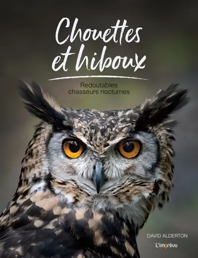 Chouettes et hiboux : redoutables chasseurs nocturnes