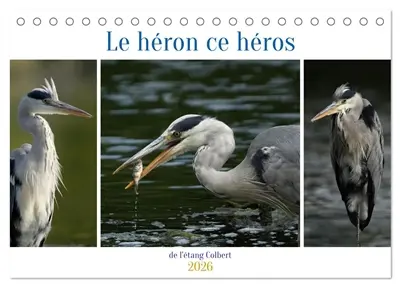 Le héron ce héros de l'étang Colbert (Calendrier de bureau 2026 DIN A5 vertical), CALVENDO calendrier mensuel : L'activité du héron cendré au bord d'un étang.