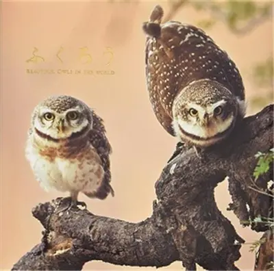 Beautiful Owls in the World