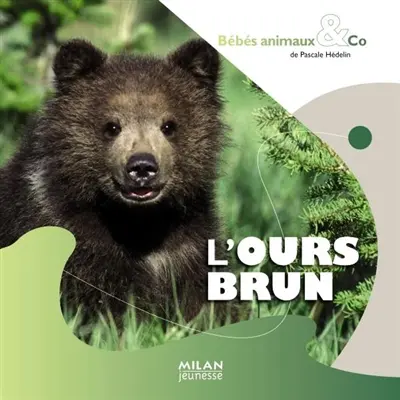 L'ours brun