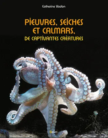 Pieuvres, seiches et calmars, de captivantes créatures