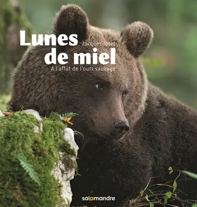 Lunes de miel : à l'affût de l'ours sauvage