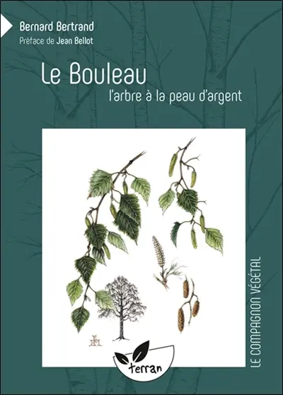 Le bouleau : l'arbre à la peau d'argent