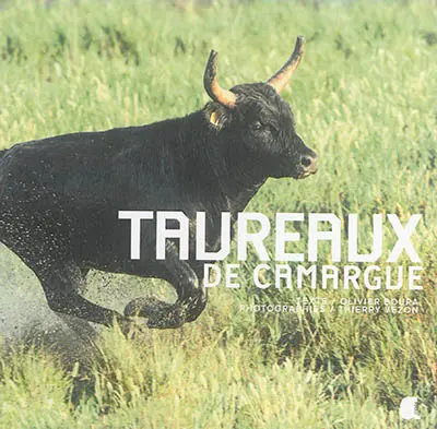 Taureaux de Camargue