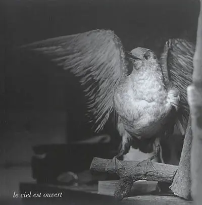 Méchamment les oiseaux...