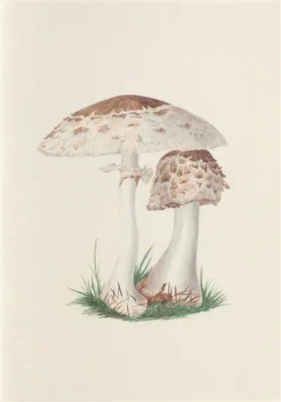 Champignons