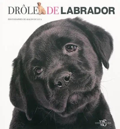 Drôle de labrador