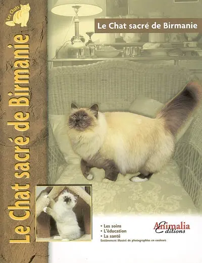 Le chat sacré de Birmanie