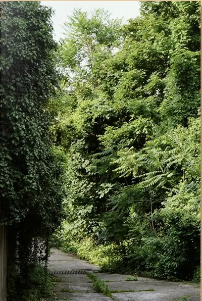 Ailanthus altissima : une monographie située de l'ailante
