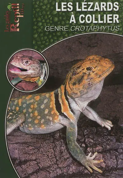 Lézards à collier : le genre Crotaphytus