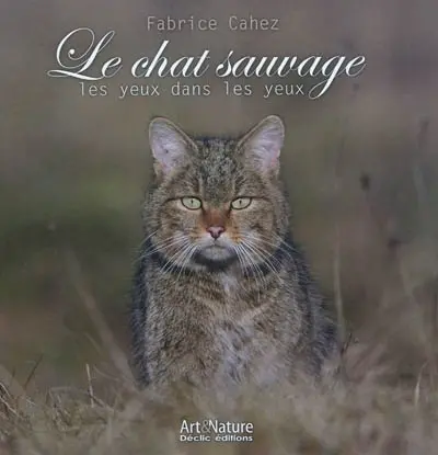 Le chat sauvage : les yeux dans les yeux