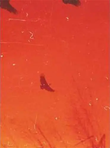 Adel Kolaszar Veracruz