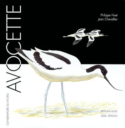 Avocette