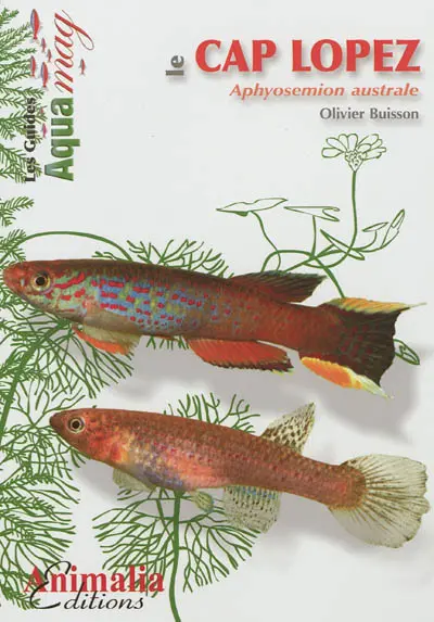 Le Cap Lopez : Aphyosemion australe