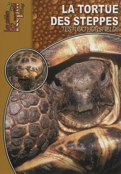 Tortue des steppes : Testudo horsfieldii