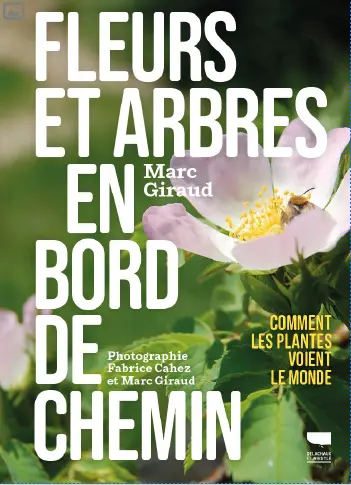 Fleurs et arbres en bord de chemin : les plantes nous voient, sachons les regarder