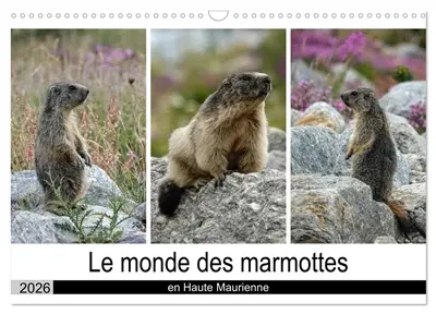 Le monde des marmottes en Haute Maurienne (Calendrier mural 2026 DIN A3 vertical), CALVENDO calendrier mensuel : La vie trépidente de marmottes qui doivent faire le maximum de réserve de graisse en vue de passer une hibernation en toute sécurité.