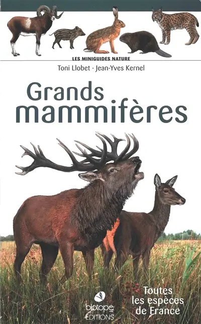 Grands mammifères : toutes les espèces de France