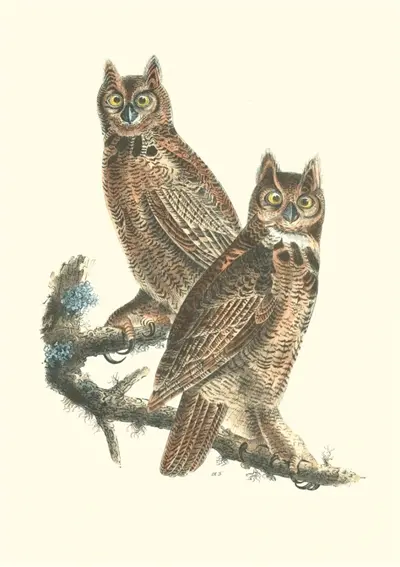 Oiseaux d'Amérique : carnet