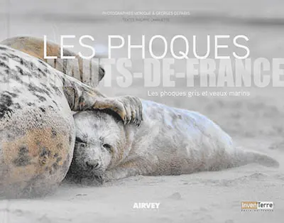 Les phoques en Hauts-de-France : les phoques gris et veaux marins