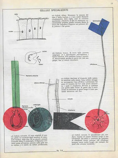 Biologia grafica : extrait