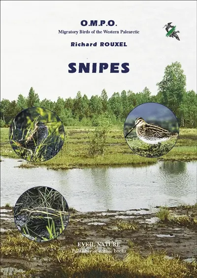 Snipes of the Western Paleartic : common snipe (gallinago gallinago), Jack snipe (lymnocryptes minimus), great snipe (gallinago media)