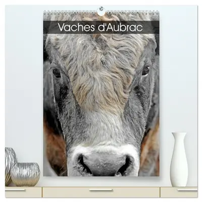 Vaches d'Aubrac (Calendrier mural 2026 DIN A2 horizontal) calendrier de bureau : Les vaches de la race Aubrac en Aveyron