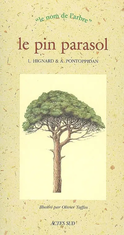 Le pin parasol