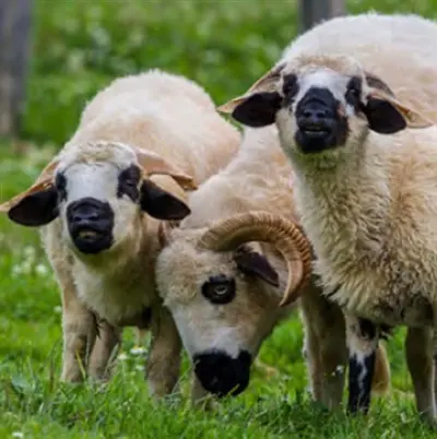 Des moutons et des hommes : tout un monde