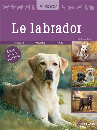 Le labrador : standard, éducation, soins