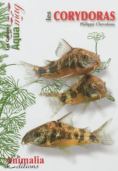 Les corydoras : corydoras aeneus, paleatus & Cie