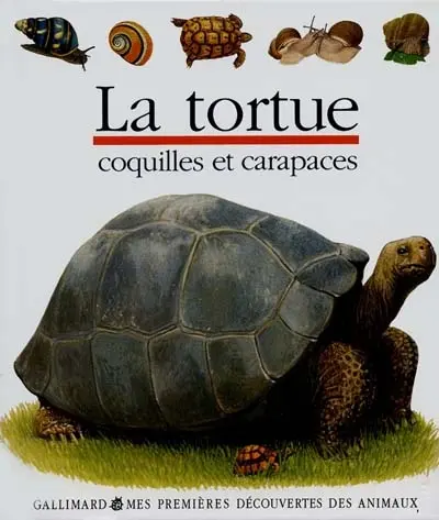 La tortue